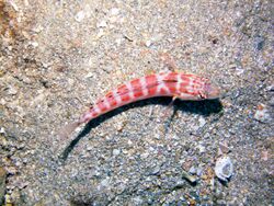 Capricorn Lizardfish.jpg