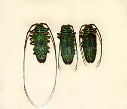 Cerambycidae - Zographus regalis.JPG