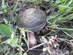 Chaco Side-necked Turtle imported from iNaturalist photo 147399237 on 20 April 2022.jpg