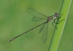 Chalcolestes viridis qtl1 orig.jpg