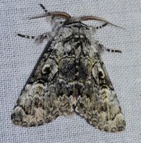 Charadra deridens - Laugher Moth (14099221849).jpg