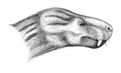 Charassognathus.jpg