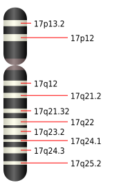 File:Chromosome 17.svg