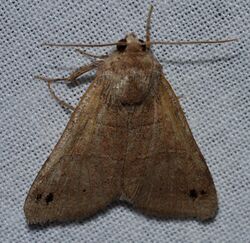 Cissusa spadix - Black-dotted Brown Moth (13909260452).jpg