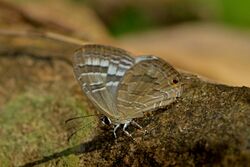 Close wing position of Jamides pura Moore, 1886 – White Cerulean DSC 1923.jpg