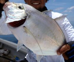 Coastal trevally 3.JPG