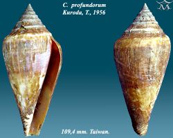 Conus profundorum 1.jpg