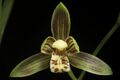 Cymbidium haematodes '-200201' Lindl., Gen. Sp. Orchid. Pl. 162 (1833) (50004675837).jpg