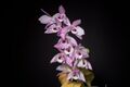 Dendrobium parishii (Pink Shadow type) H.Low, Proc. Roy. Hort. Soc. London 3- 281 (1863) (34748836710).jpg