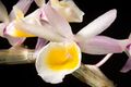 Dendrobium polyanthum Wall. ex Lindl., Gen. Sp. Orchid. Pl. 81 (1830) (33860745668).jpg
