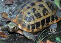 Elongated Tortoise (Indotestudo elongata) (7788485928).jpg