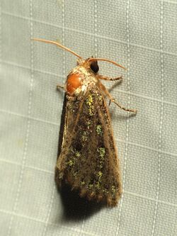 Emerald-flecked Paramiana (37786593692).jpg