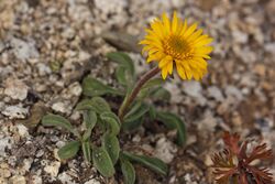 Erigeron aureus 3999.JPG