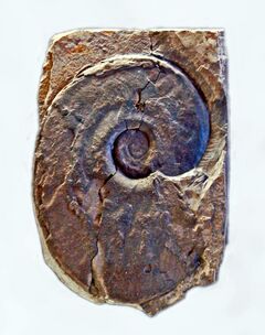 Gasteropods - Ammonites - Agoniatites obliquus.JPG