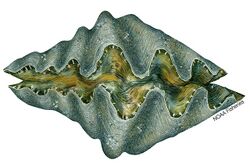 Giant Clam (Hippopus).jpg