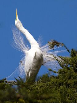 Great Egret (Ardea alba) great-egret-8243-web (324180866).jpg