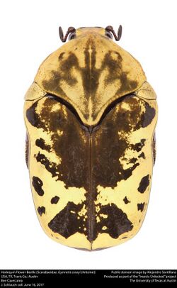 Harlequin Flower Beetle (Scarabaeidae, Gymnetis caseyi (Antoine, 2001)) (34528468314).jpg