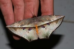 Hexamitoptera lawinda (Noctuidae Catocalinae).jpg