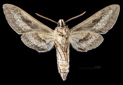 Hyles livornicoides MHNT CUT 2010 0 65 Mareeba Shire Australia male ventral.jpg