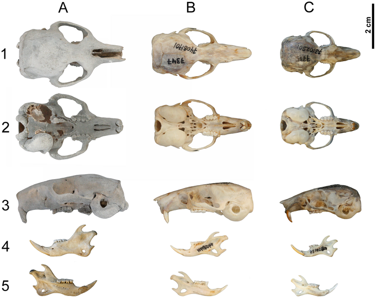 File:Hypnomys morpheus&Eliomys quercinus skulls.png