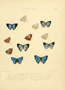 Illustrations of diurnal Lepidoptera 43.jpg