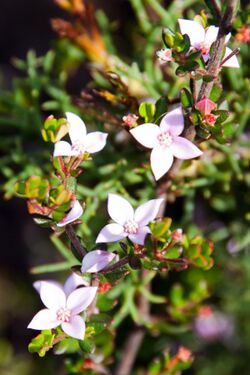 Island boronia Boronia edwardsii (8264930707).jpg