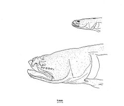 Juvenile and adult blind goby (Typhlogobius californiensis Steindachner, 1879).jpg