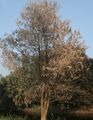Leafless tree W IMG 3538.jpg