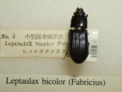 Leptaulax bicolor sjh.jpg