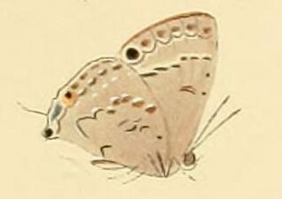 Leptomyrina phidias.JPG