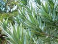 Leucadendron argenteum - Silvertree - foliage 6.JPG
