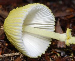 Leucocoprinus fragillissimus 38188.jpg