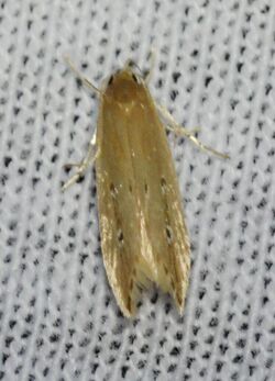 Limnaecia phragmitella - Shy Cosmet Moth (14384057762).jpg