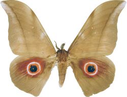 Lobobunaea phaetusa - Cameroon.jpg