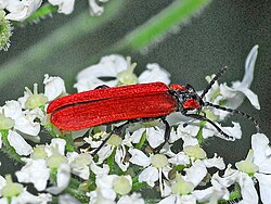 Lycidae - Lygistopterus sanguineus.JPG