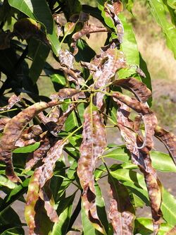 Mango powdery mildew severe leaf blight with mycelium 1.jpg