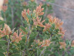 Melaleuca deanei foliage.jpg