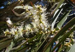 Melaleuca leucadendron flowers.jpg