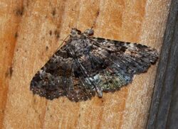 Metalectra discalis – Common Fungus Moth (14120710918).jpg