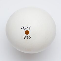 Image of medium-sized egg from Ninox novaeseelandiae