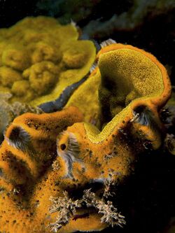 Mycale laevis (Orange Icing Sponge) around hard coral.jpg