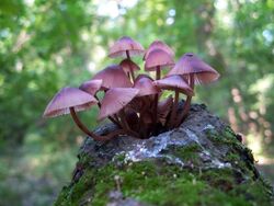 Mycena haematopus 56359.jpg