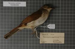 Naturalis Biodiversity Center - RMNH.AVES.125742 1 - Pycnonotus eutilotus (Jardine & Selby, 1837) - Pycnonotidae - bird skin specimen.jpeg