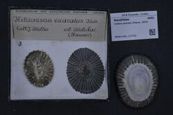 Naturalis Biodiversity Center - RMNH.MOL.137702 - Cellana exarata (Reeve, 1854) - Nacellidae - Mollusc shell.jpeg