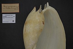 Naturalis Biodiversity Center - ZMA.MOLL.356122 - Melo georginae (Griffith & Pidgeon, 1834) - Volutidae - Mollusc shell.jpeg