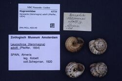 Naturalis Biodiversity Center - ZMA.MOLL.400149 - Xerosecta (Xeromagna) adolfi (Pfeiffer, 1854) - Hygromiidae - Mollusc shell.jpeg