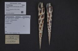 Naturalis Biodiversity Center - ZMA.MOLL.82010 - Cinguloterebra commaculata (Gmelin, 1791) - Terebridae - Mollusc shell.jpeg
