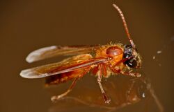 Nocturnal Wasp (Provespa sp.) (23942264961).jpg