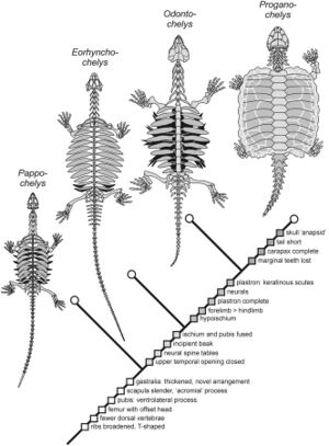 Diagram of evolution of turtle shells showing four fossil species
