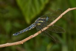 Orthetrum glaucum-Silent Valley-2016-08-14-003.jpg